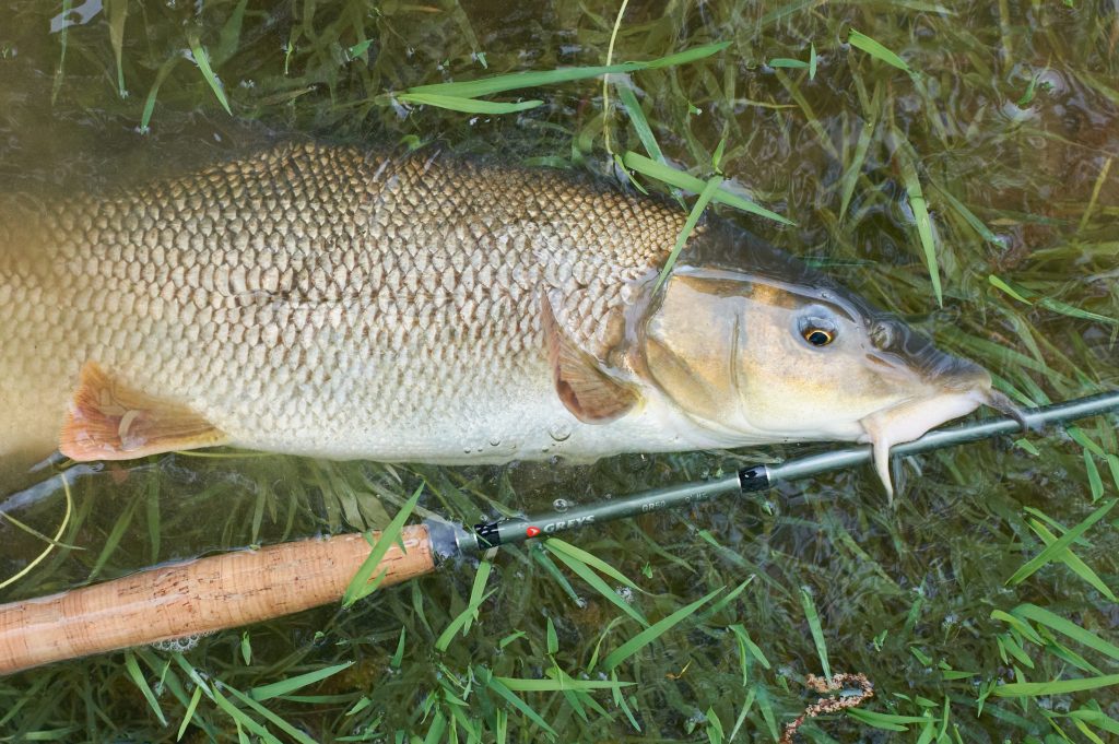 Mrena na mušku vo vode